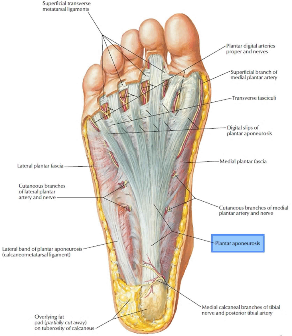 Plantar Fasciitis: What It Is, Why It Happens, and How Orthotics Actually Help