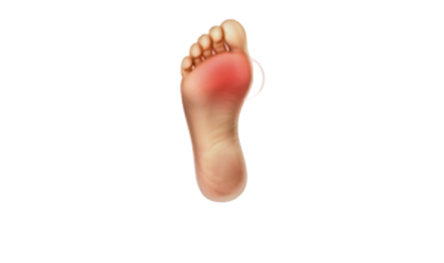 The Forefoot