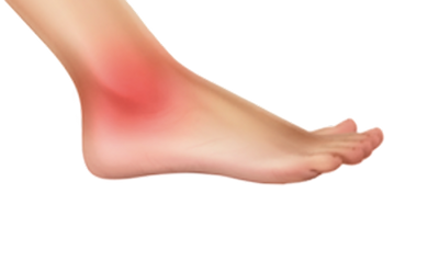 The Ankle